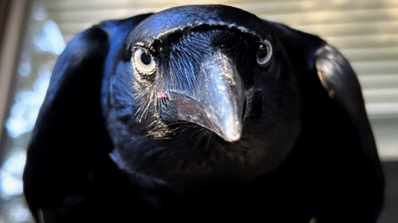 Raven Raised by Humans Acts Like a Dog