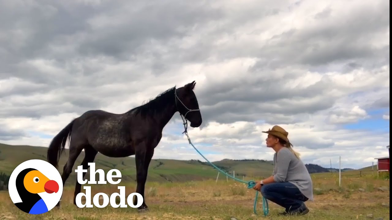 Rescue Horse Loves His Mom – But He’s Obsessed With Her Boyfriend