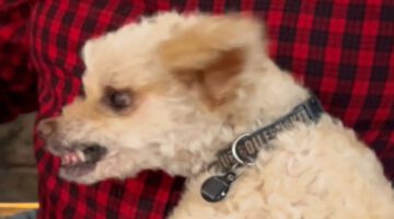 Rescued Senior Dog’s Heartwarming Serenade Touches Hearts