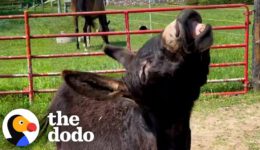 Shy Rescue Donkey Turns Into A MONSTER!