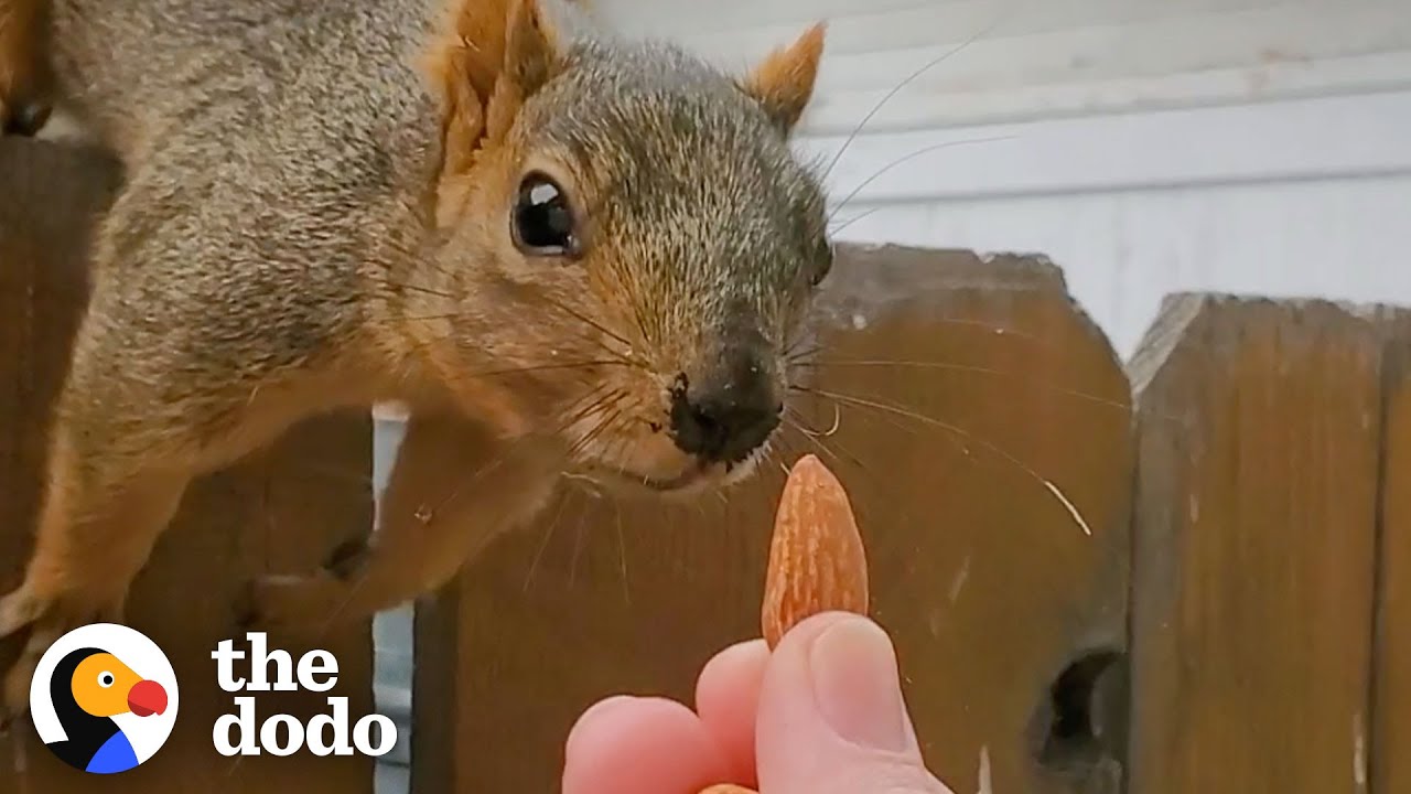 Squirrel Follows Woman Home and Demands Nuts