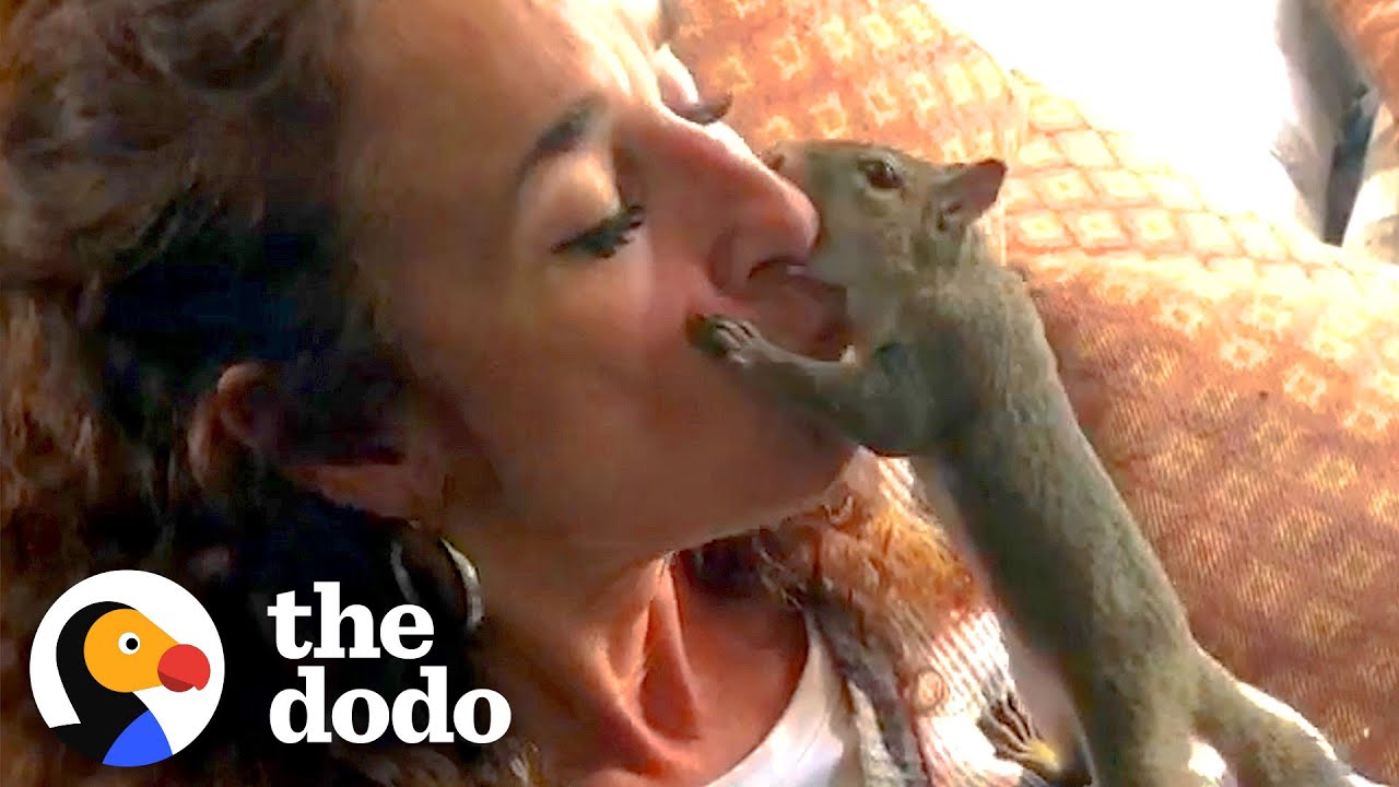 Squirrel Visits His Rescuer Every Day For Years