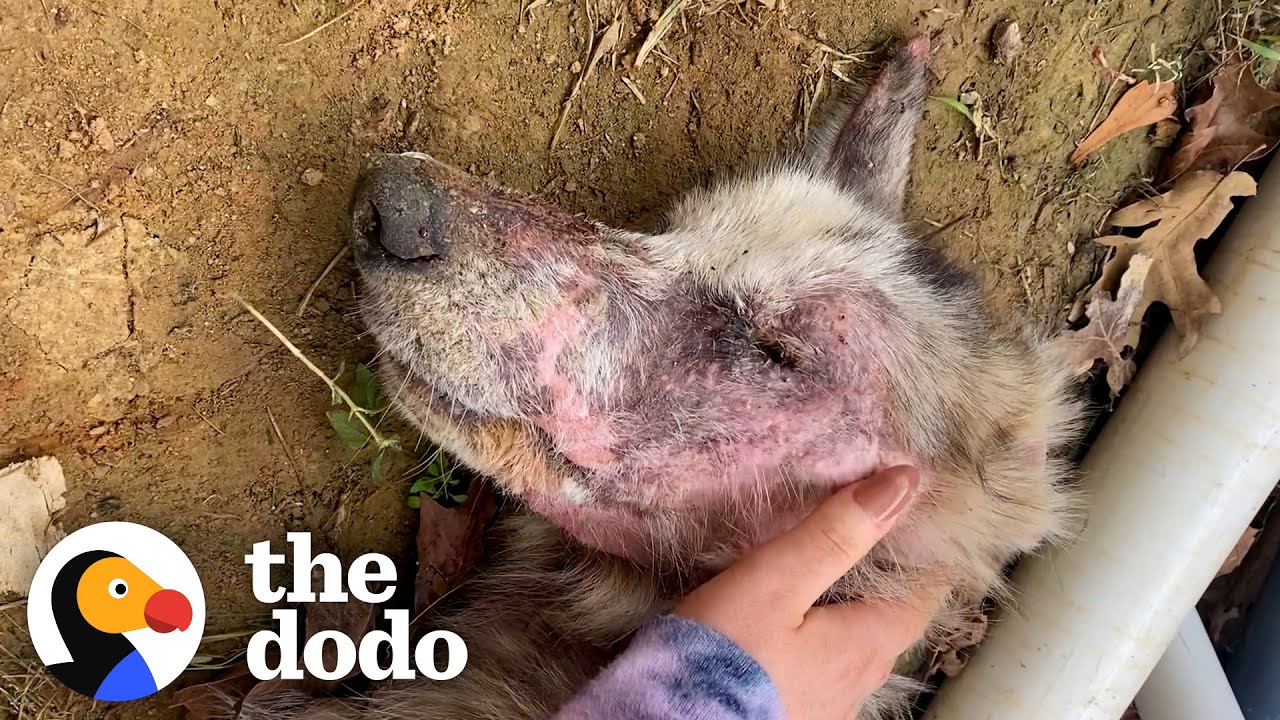 Starving Husky Nearly Gives Up Until A Miracle Happens