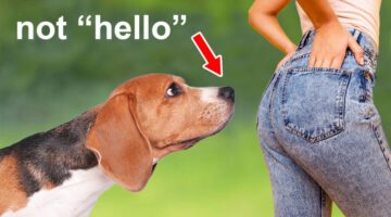 The Real Reason Dogs Sniff Butts Is Weird