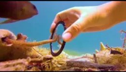 Tiny Octopus Gets So Excited When His Diver Friend Comes To Visit Him