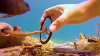 Tiny Octopus Gets So Excited When His Diver Friend Comes To Visit Him