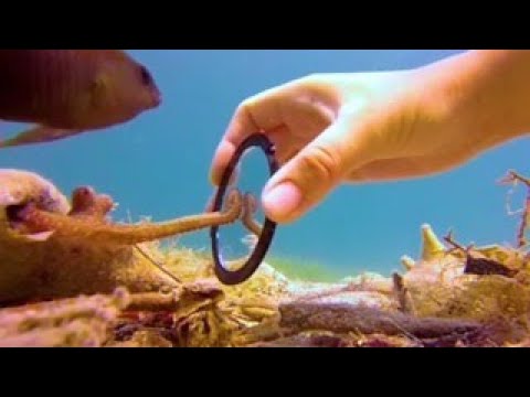 Tiny Octopus Gets So Excited When His Diver Friend Comes To Visit Him