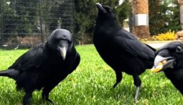 A Family of Crow Teamed Up With Human to Save Their Baby