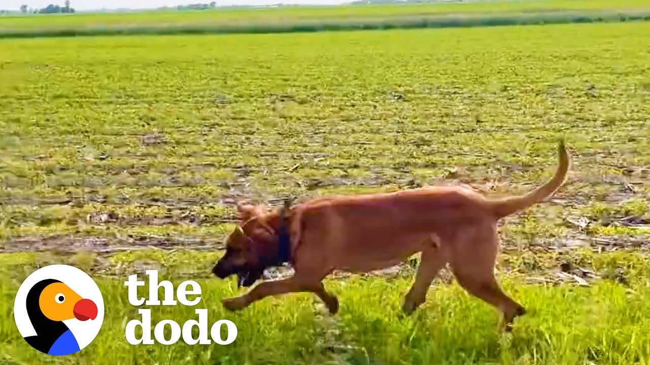 Can This Dog Find One Hundred Dollars Hidden On A Farm?