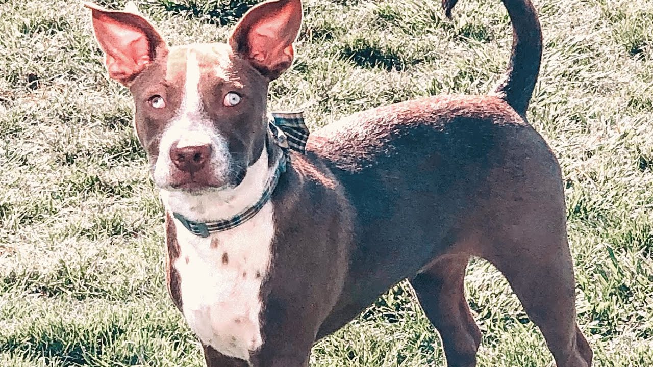 Couple Brings Home a Blind Shelter Dog. Then He Surprised Them.