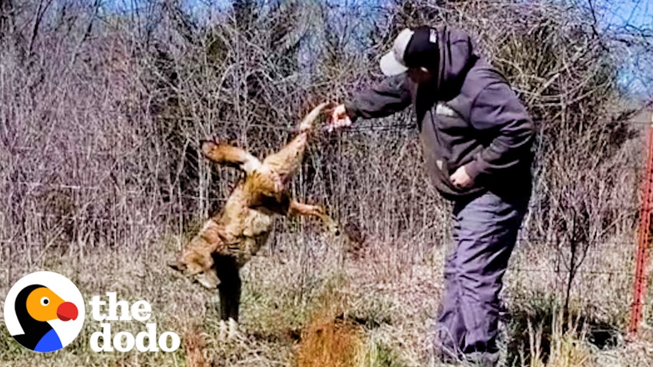 Coyote Waits Patiently For Guy To Free Him From Fence