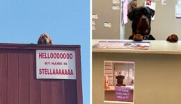 Dogs Who Have Real Jobs
