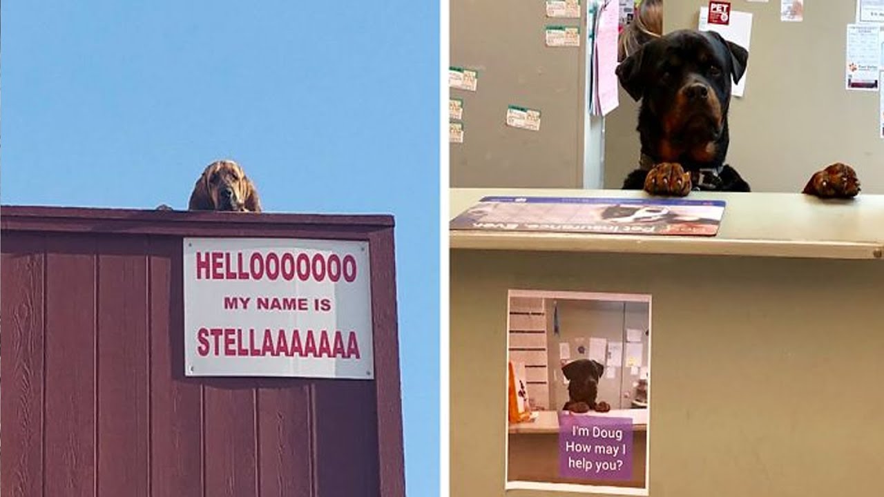 Dogs Who Have Real Jobs