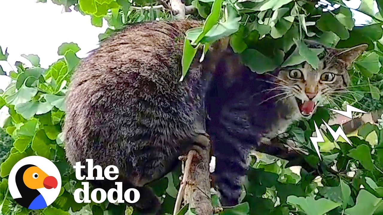 Guy Risks Life to Rescue Cats From Trees