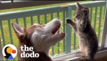 Kitten Grows Up Wrestling With Huskies