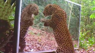 Moments Of Animal Genius That Will Amaze You!