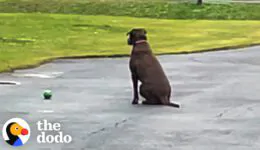 Rescue Dog Waits in the Driveway Every Day for Her Dad to Come Home