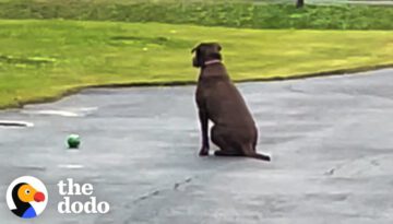 Rescue Dog Waits in the Driveway Every Day for Her Dad to Come Home