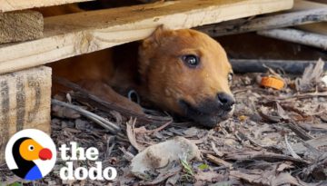 Stray Puppy Leads Rescuers To Her Secret Hideout