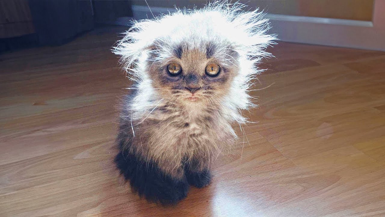 The Amazing Transformation of a Strange and Shaggy Kitten