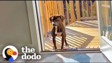 Wandering Pup Stays On Couple’s Porch Until They Adopt Her Back