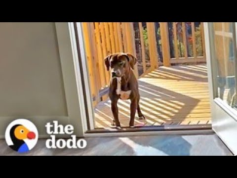 Wandering Pup Stays On Couple’s Porch Until They Adopt Her Back