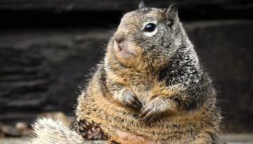 Wild Squirrel Forms Unusual Relationship With a Human