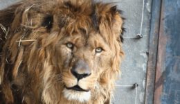 15-Year-Old Lion Feels Grass for First Time