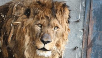 15-Year-Old Lion Feels Grass for First Time