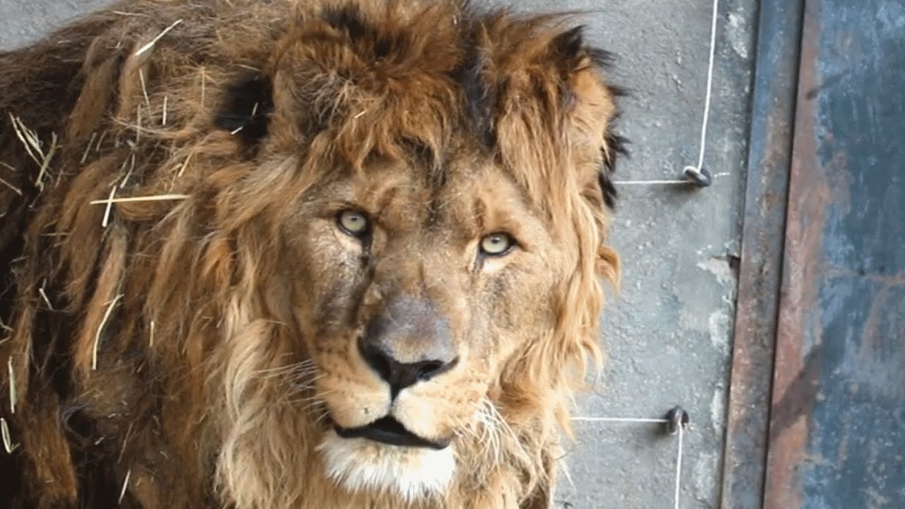 15-Year-Old Lion Feels Grass for First Time