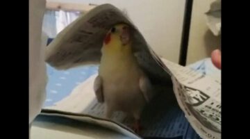 Adorable Cockatiel Playing Peekaboo