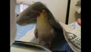 Adorable Cockatiel Playing Peekaboo
