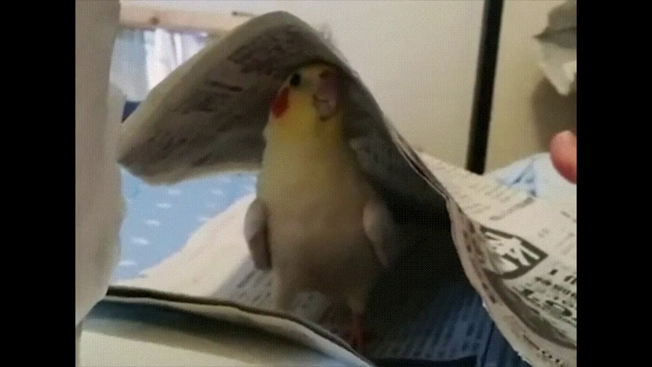 Adorable Cockatiel Playing Peekaboo