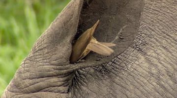 Birds Helping Rhino to Clean its Ear