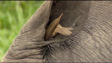 Birds Helping Rhino to Clean its Ear