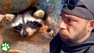 Brave Rescuer Saves Feisty Trash Panda