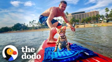 Cat Begs Dad To Let Him Come Surfing
