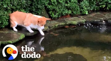 Corgi Is So Obsessed With Koi Pond That He Falls In