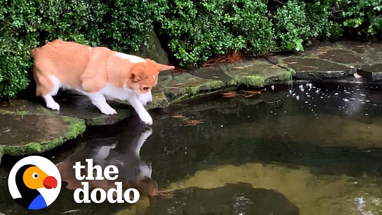 Corgi Is So Obsessed With Koi Pond That He Falls In