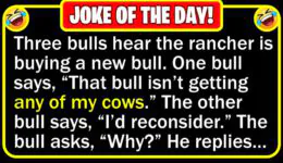 Funny Joke: New Bull