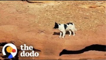 Guy Follows Stray Dog In The Desert For Four Days