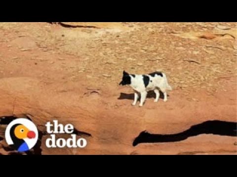 Guy Follows Stray Dog In The Desert For Four Days