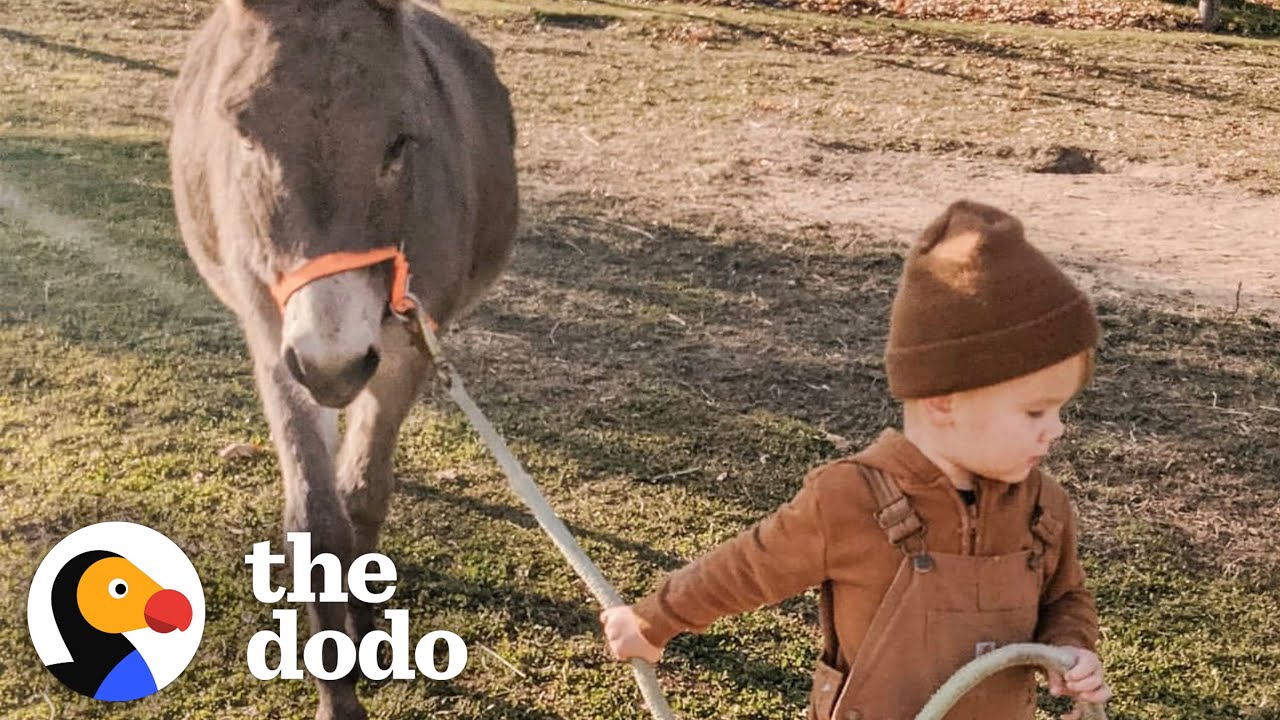 Kid And His Donkey Are Truly BFFs