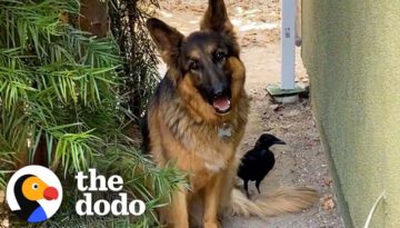 Rescue Crow Goes On Walks With His Favorite German Shepherd