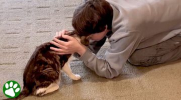 Rescued Cat Gets Final Wish in Life