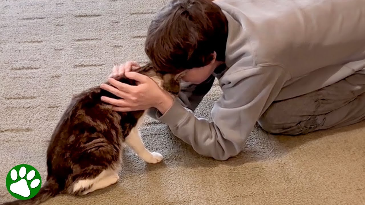 Rescued Cat Gets Final Wish in Life