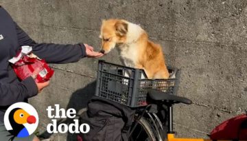 Stray Dog Chases Couple For Miles On Cycling Tour