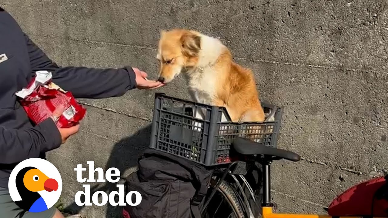 Stray Dog Chases Couple For Miles On Cycling Tour