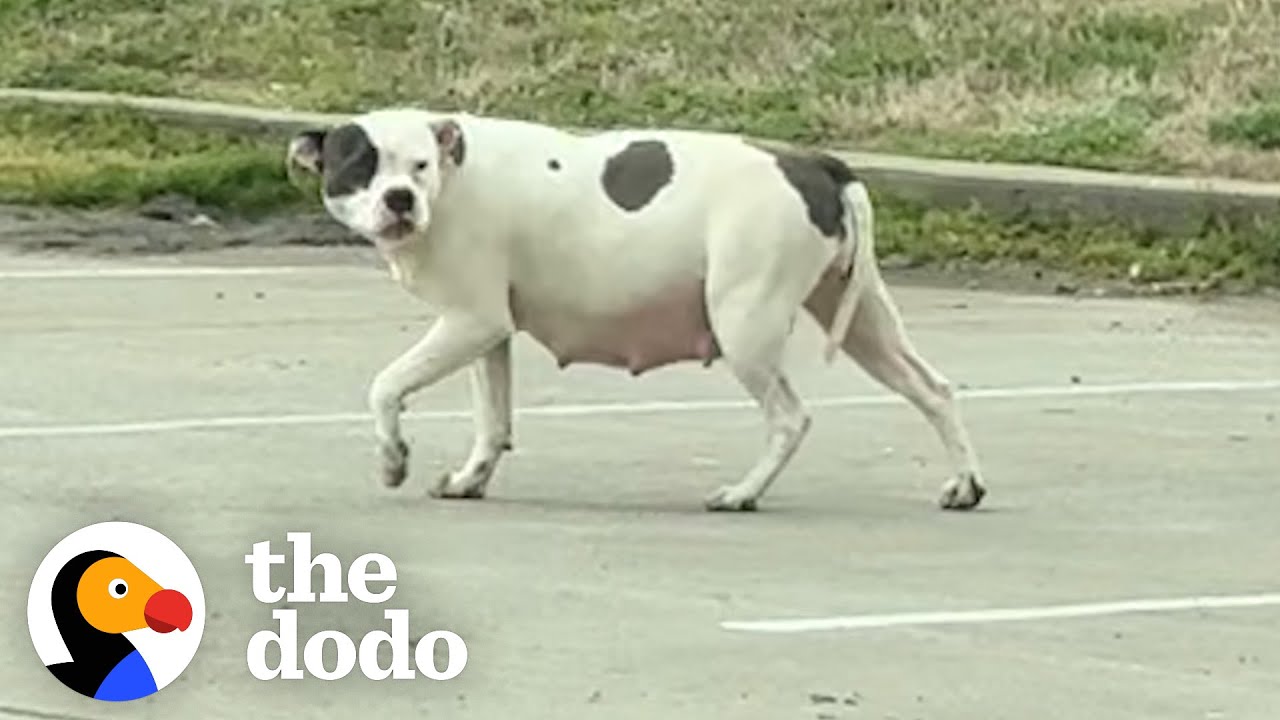 Stray Mama Dog Relaxes When Her Puppies Are Finally Safe