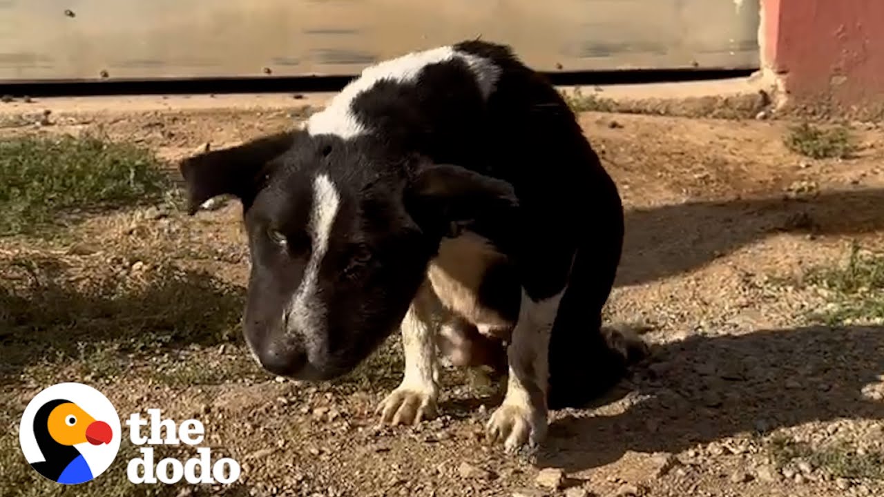 Swollen Stray Dog Transforms Into The Happiest Little Bunny